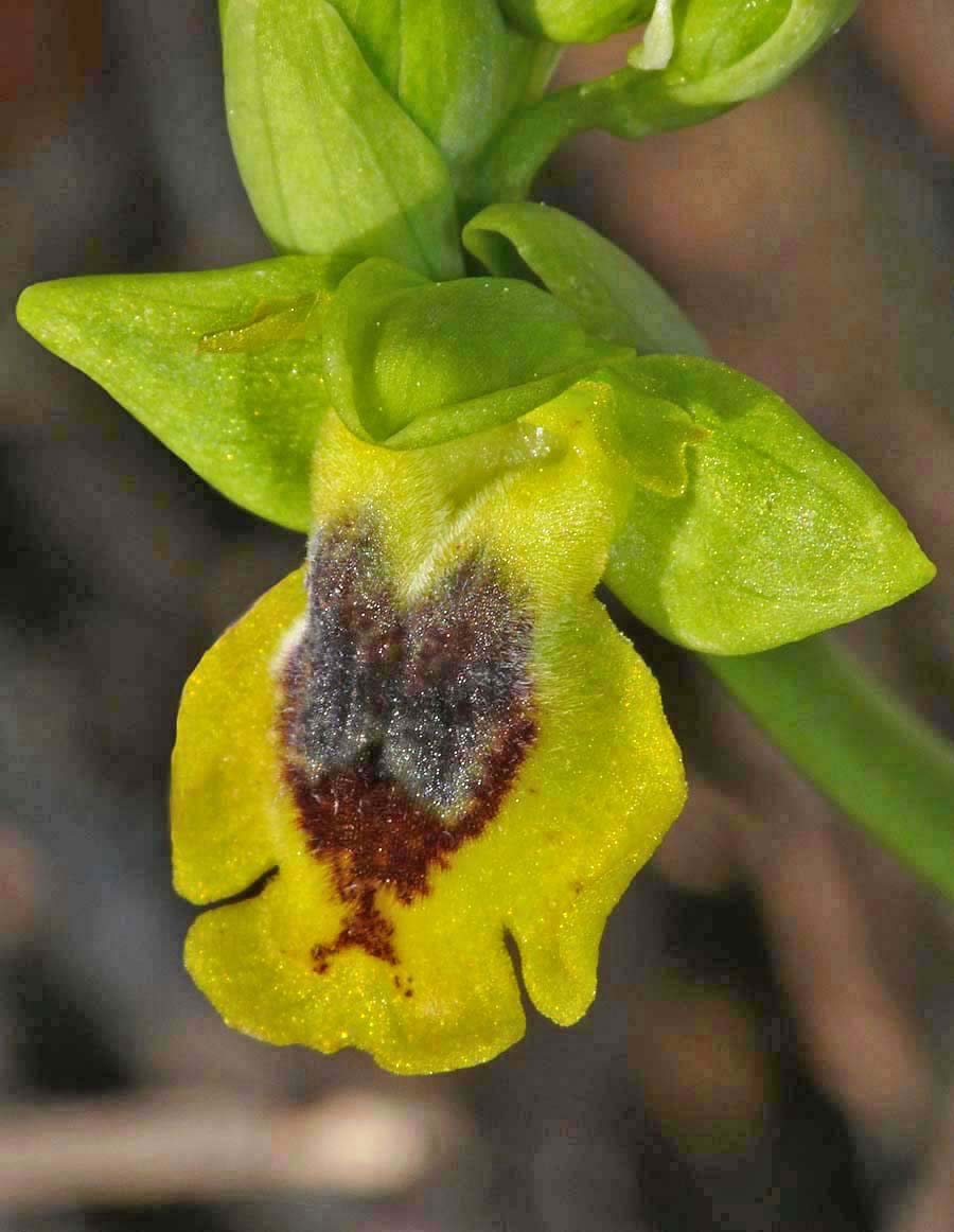 Ophrys phryganae v cretica